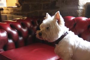 un pequeño perro blanco sentado en un sofá rojo en Bearslake Inn, en Bridestowe