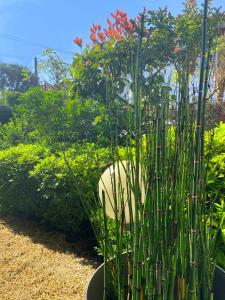 a plant in a pot in a garden at Xokoan in Biarritz