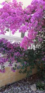A garden outside Pension Nychterida