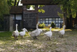 Zvieratá v penzióne alebo blízkom okolí