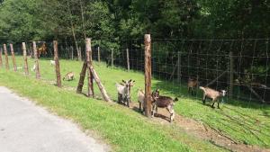 Zvieratá na farme alebo blízkom okolí