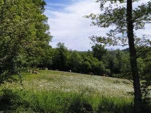 un campo de flores con vacas en la distancia en cararetro , caravane chauffée et climatisée, en Saint-Sylvain-Bellegarde