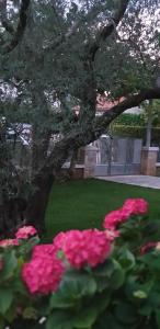 Zahrada ubytování Apartments Cocaletto5