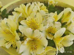 ein Strauß von weißen und gelben Blumen in einer Vase in der Unterkunft Lenia Studios in Kalamitsi