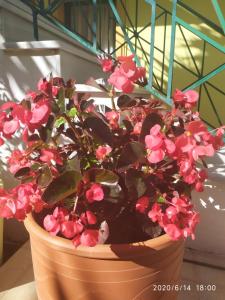 a potted plant with pink flowers in a pot at Lenia Studios in Kalamitsi