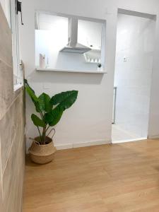 a plant in a basket in a room with a light at Apartamento Centro Costa de la Luz in Sanlúcar de Barrameda
