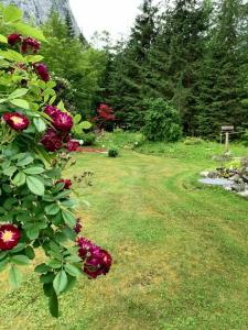 A garden outside Haus Waldbach