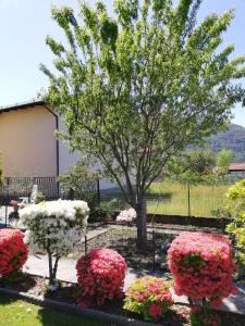 Gallery image of La rosa rossa in Cambiasca