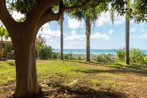 un albero in un campo con l'oceano sullo sfondo di Solemar Sicilia - Le Casette Di Calzata a Campofelice di Roccella