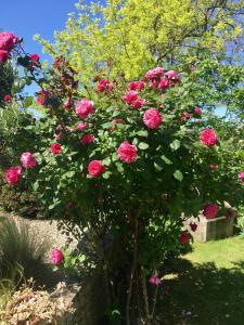 a bush of pink roses in a garden at Le Mas du Fort in Gargas