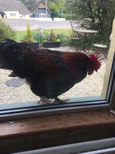 un pollo parado fuera de una ventana en Twin Oaks Guest House en Cadnam