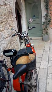 un gato sentado en una cesta en una bicicleta en Bunari Studio Apartment, en Rovinj