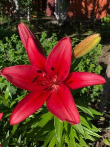 a red lily flower in a garden at Kuchonka in Chornomorsk +1 photo