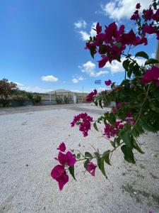 a bunch of pink flowers sitting on the ground at Leonidas Resort in Ermioni