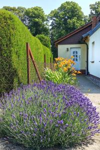 un jardín con flores púrpuras frente a una valla en FeWo Albrecht in Metschow, en Borrentin