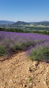 un champ de lavande au milieu d’un champ dans l'établissement Gîte Le Lavandin, à Volonne