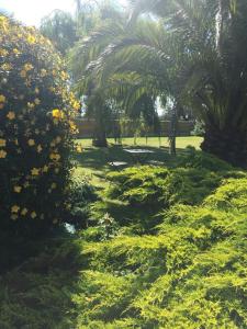 a garden with palm trees and grass and yellow flowers at Côté jardin des Charmilles in Quettehou