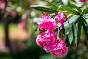 un ramo de flores rosas en un árbol en Apartamentos Monte dos Avós, Albufeira, en Albufeira