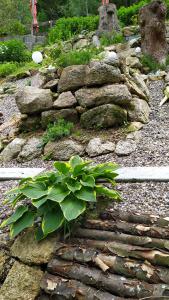 een rotstuin met een plant erop bij Greizer Kammhütte Gaststätte & Pension in Klingenthal