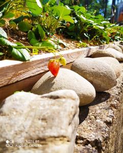 Cantagrillo的住宿－La Rosa dei Venti，花园里一些岩石上的草莓