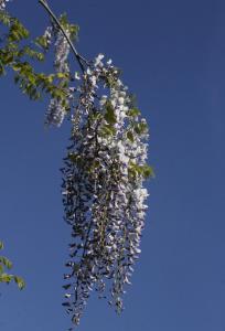 un montón de flores blancas colgando de un árbol en Agroturystyka U Iwonki en Białowąs