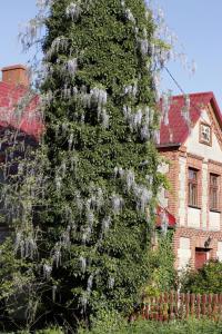 a large ivy covered tree in front of a house at Agroturystyka U Iwonki in Białowąs