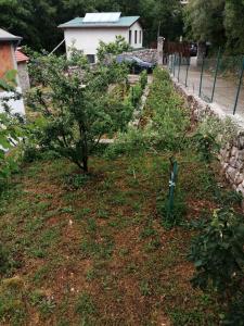 a garden with two trees in the grass at Apartman Aronia in Kotor