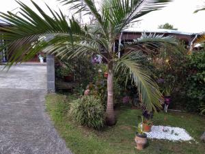 un palmier dans un jardin à côté d'une allée. dans l'établissement Au fruit delicieux, à La Plaine des Cafres