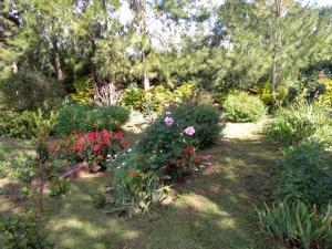 un giardino con fiori e piante colorati di Au fruit delicieux a La Plaine des Cafres