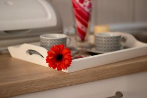 a red flower in a holder on a counter with cups at Apartment Blašković in Novigrad Dalmatia +47 photos