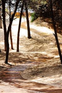 a dirt road with trees on the side of it at Appartamenti Rivabella D in Gallipoli