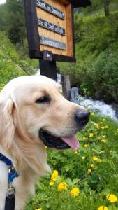 a dog is standing next to a sign at Bed & Breakfast La Volpe e L'Uva in Santa Marinella