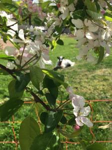 un chien pondant dans l'herbe derrière un arbre avec des fleurs blanches dans l'établissement Ferme de Marpalu, à La Ferté-Saint-Cyr