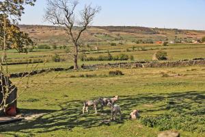 Gallery image of Moorland View Farm B&B in Oakamoor +25 photos