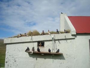 Fotografie z fotogalerie ubytování Hænuvík Cottages v destinaci Hnjótur