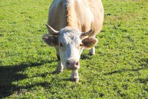 Zvieratá na farme alebo blízkom okolí