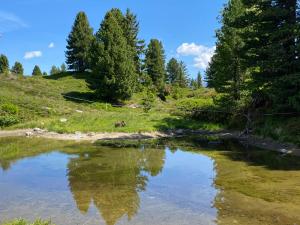 ein Fluss mit einer Reflexion von Bäumen im Wasser in der Unterkunft Landhaus Rieder im Zillertal in Aschau
