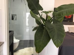 a large green plant in a bathroom with a toilet at Hotel Zum Berggarten in Kassel