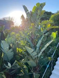 a large plant with green leaves in a garden at Casa Bodhi Boutique Hotel & Spa in Marbella
