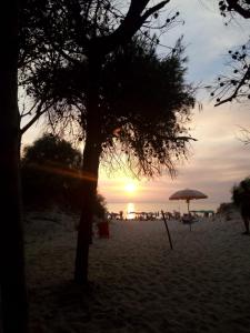 un árbol en la playa con la puesta de sol en el fondo en Casa vacanze "ALIZZA" en Alezio