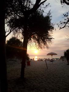un árbol en la playa con la puesta de sol en el fondo en Casa vacanze "ALIZZA", en Alezio