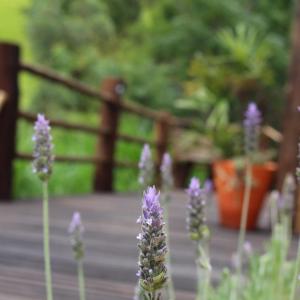 a bunch of purple flowers in a garden at Refúgio Horse in Santo Antônio do Pinhal
