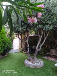 a small tree with pink flowers in a garden at Bodega íntima in Zaragoza