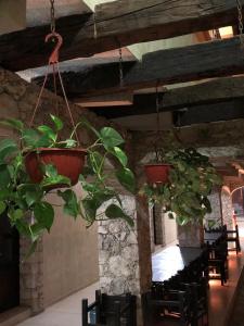 a room with potted plants hanging from the ceiling at Hotel Don Faustino in Bernal