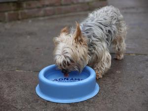 Ein Hund frisst aus einem blauen Napf in der Unterkunft Recruiting Sergeant in Norwich