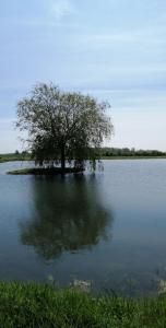 un árbol en medio de un gran cuerpo de agua en Landhotel kreien en Kreien