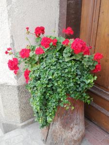 un vaso di fiori rossi davanti a una porta di PENZIJON URBANC a Lovrenc na Pohorju