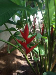 a red flower is growing on a plant at Casa Flor de Mar in Zipolite