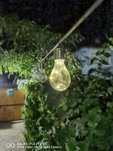 a light bulb hanging from a bush at Delta ca Odinioara in Sulina
