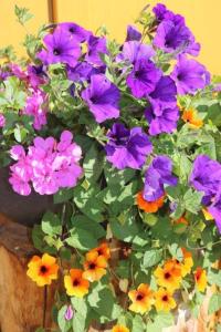 Gallery image of Landhaus Katharina bis 12 Personen mit Saunachalet und Blick auf die Bergwelt des Zillertals in Hippach